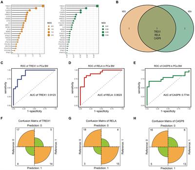 Mining bone metastasis related key genes of prostate cancer from the STING pathway based on machine learning